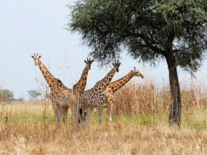 giraffe